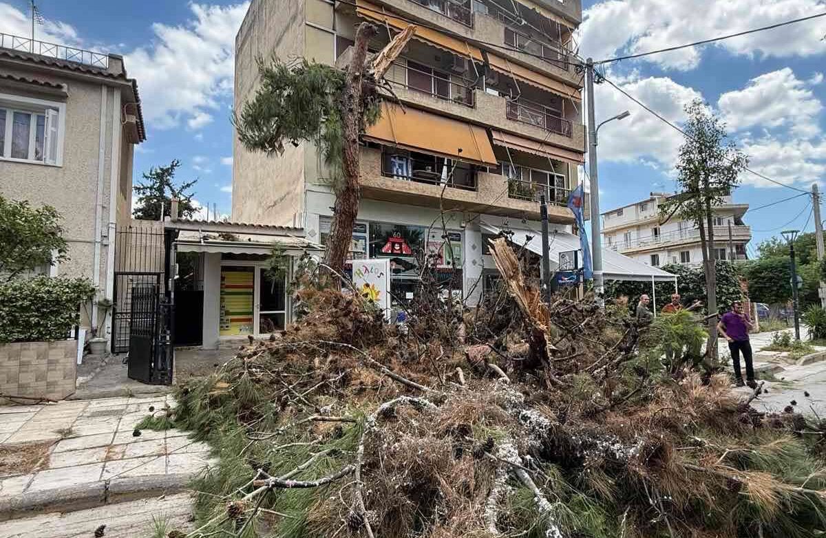 Δήμος Νέας Φιλαδέλφειας Νέας Χαλκηδόνας: Άμεση η απομάκρυνση των κλαδιών από την πτώση πεύκου στη Ν. Τρυπιά