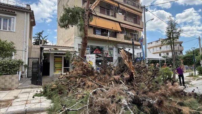 Δήμος Νέας Φιλαδέλφειας Νέας Χαλκηδόνας: Άμεση η απομάκρυνση των κλαδιών από την πτώση πεύκου στη Ν. Τρυπιά