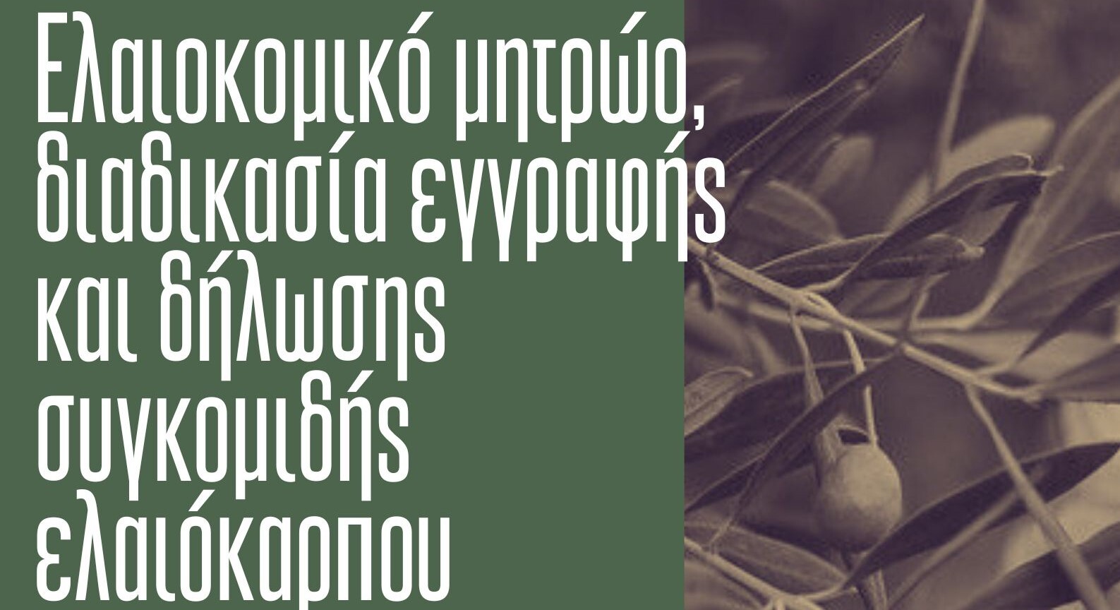 Δ.Ωρωπού: Σημαντική Ημερίδα για το Ελαιοκομικό Μητρώο