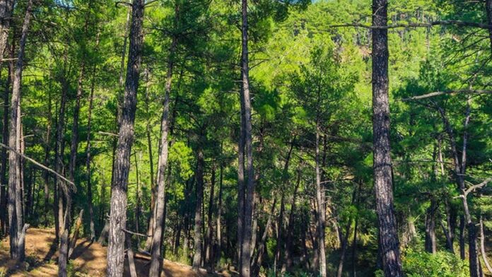 Π.Π: Απαγόρευση κυκλοφορίας σε δάση σύμφωνα με τον δείκτη επικινδυνότητας