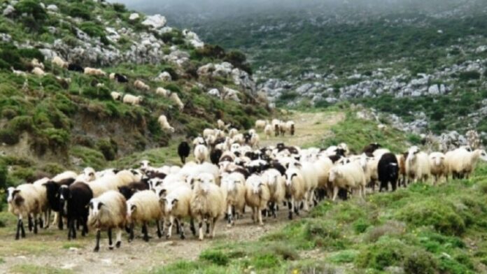 Αφθώδης πυρετός: Έκτακτα μέτρα στην ΠΒΑ λόγω κρούσματος στην Τουρκία