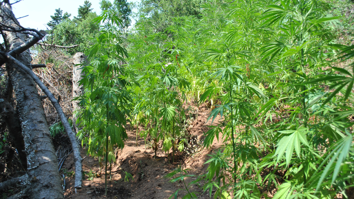 Θεσσαλονίκη: Ισόβια σε τρεις για τεράστια χασισοφυτεία με πάνω από 1.000 δενδρύλλια στον Λαγκαδά