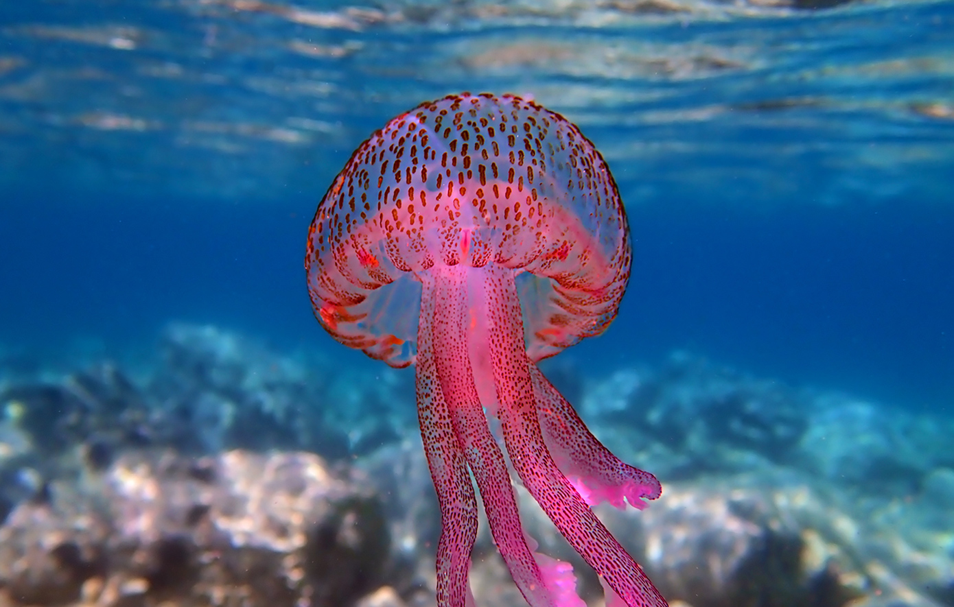 Μωβ μέδουσες: Ποιες περιοχές της Ελλάδας βρίσκονται σε συναγερμό – Τι πρέπει να γνωρίζουν οι λουόμενοι