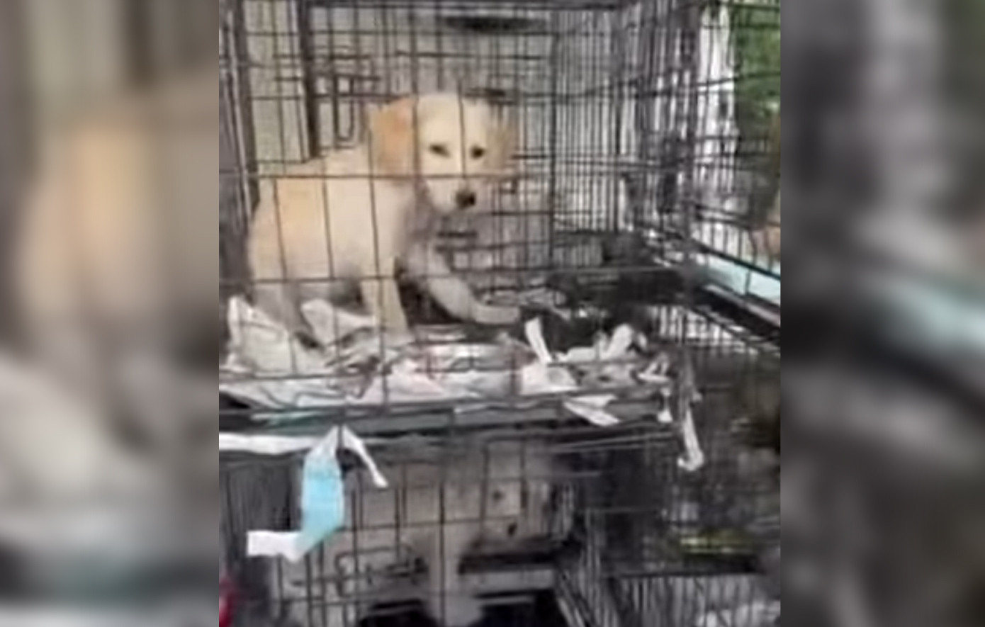 Μία γάτα, ένα γεράκι και 27 σκυλιά διασώθηκαν από φρικτά κλουβιά στην Αγία Παρασκευή – Δύο συλλήψεις