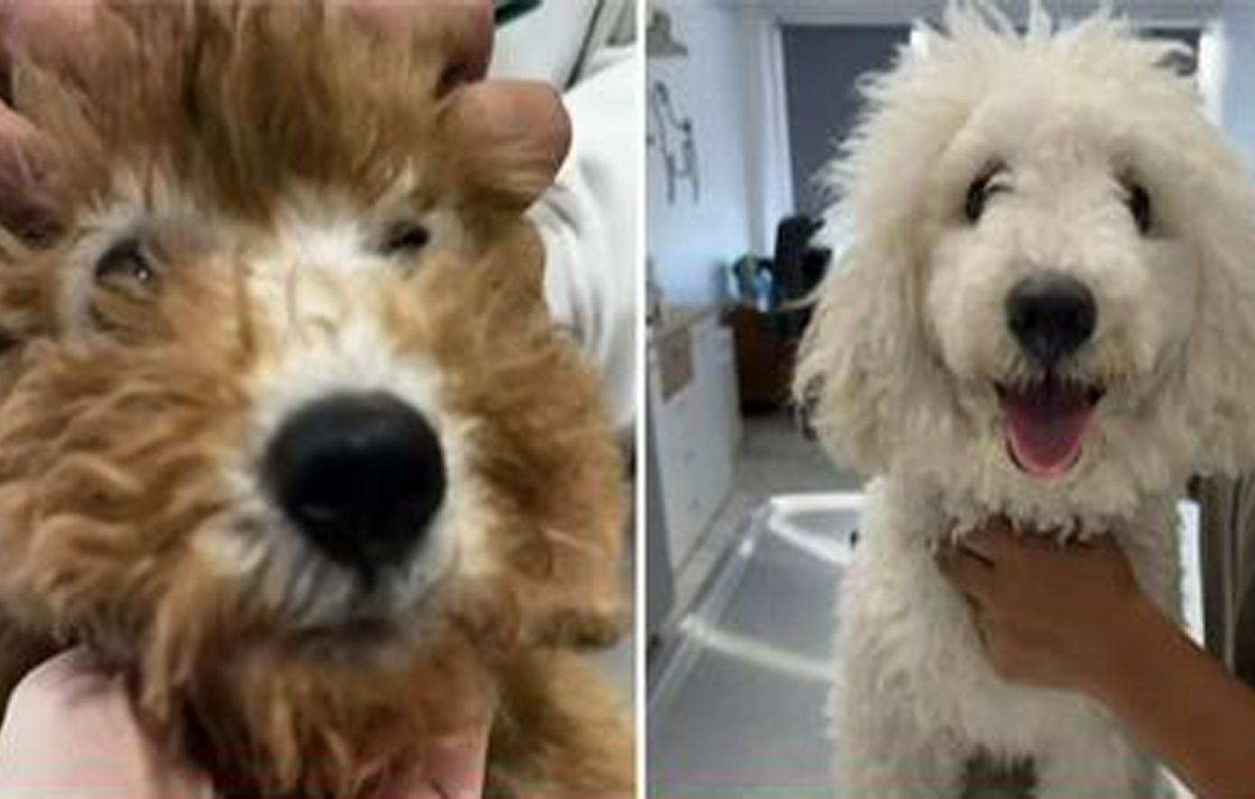 Αγόρασε μικροσκοπικό καφέ σκυλάκι, αλλά… ξέβαψε και έφτασε 15 κιλά