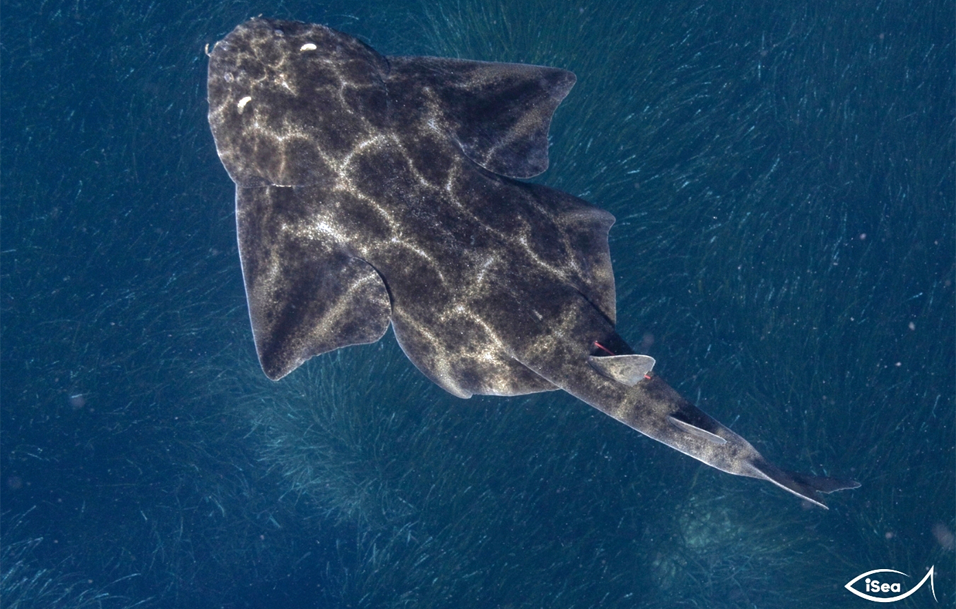 Διεθνής ημέρα αγγελοκαρχαριών: Τα σπάνια είδη που κρύβονται στις ελληνικές θάλασσες