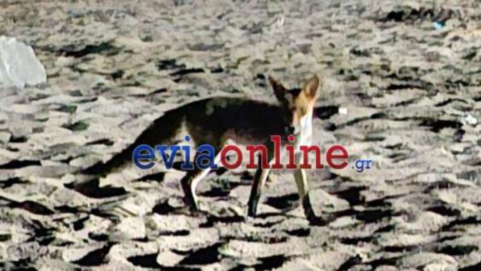 Αλεπού εισέβαλε ανάμεσα σε ξαπλώστες σε παραλία της Εύβοιας – Δείτε βίντεο
