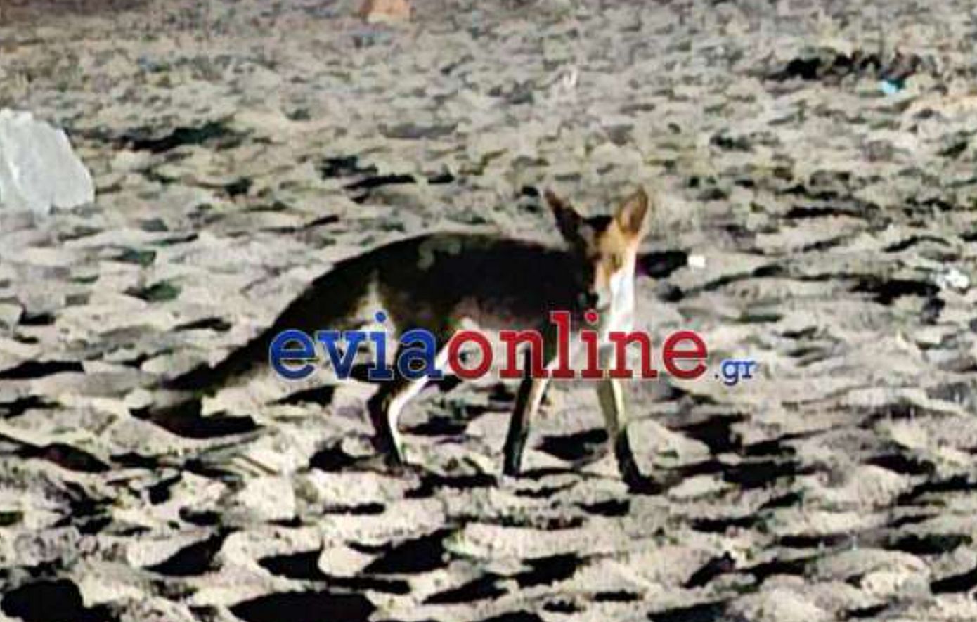Αλεπού εισέβαλε ανάμεσα σε ξαπλώστες σε παραλία της Εύβοιας – Δείτε βίντεο