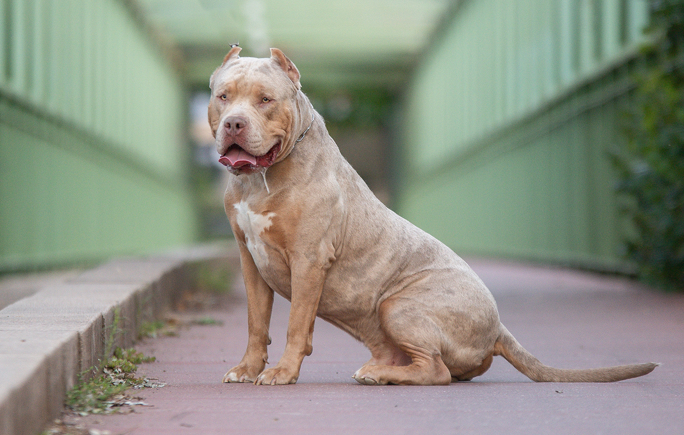 Σκύλος επιτέθηκε και τραυμάτισε σοβαρά 5χρονο κοριτσάκι στη Θεσσαλονίκη