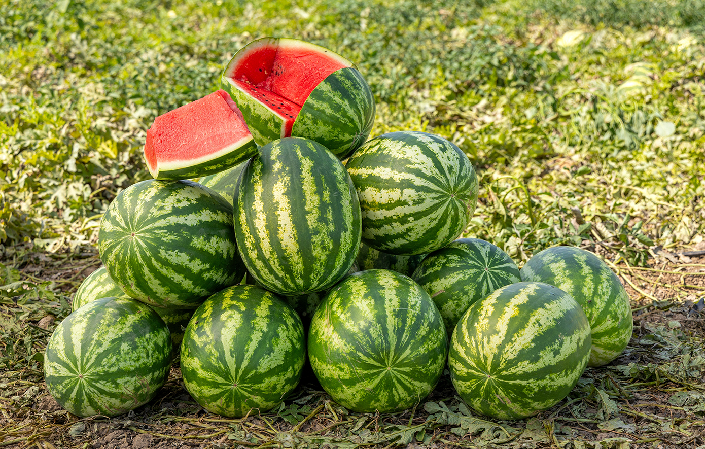 Χιλιάδες τόνοι καρπουζιού σαπίζουν στα χωράφια: Ανήσυχοι οι παραγωγοί με τη συνεχιζόμενη απεργία στο λιμάνι της Πάτρας