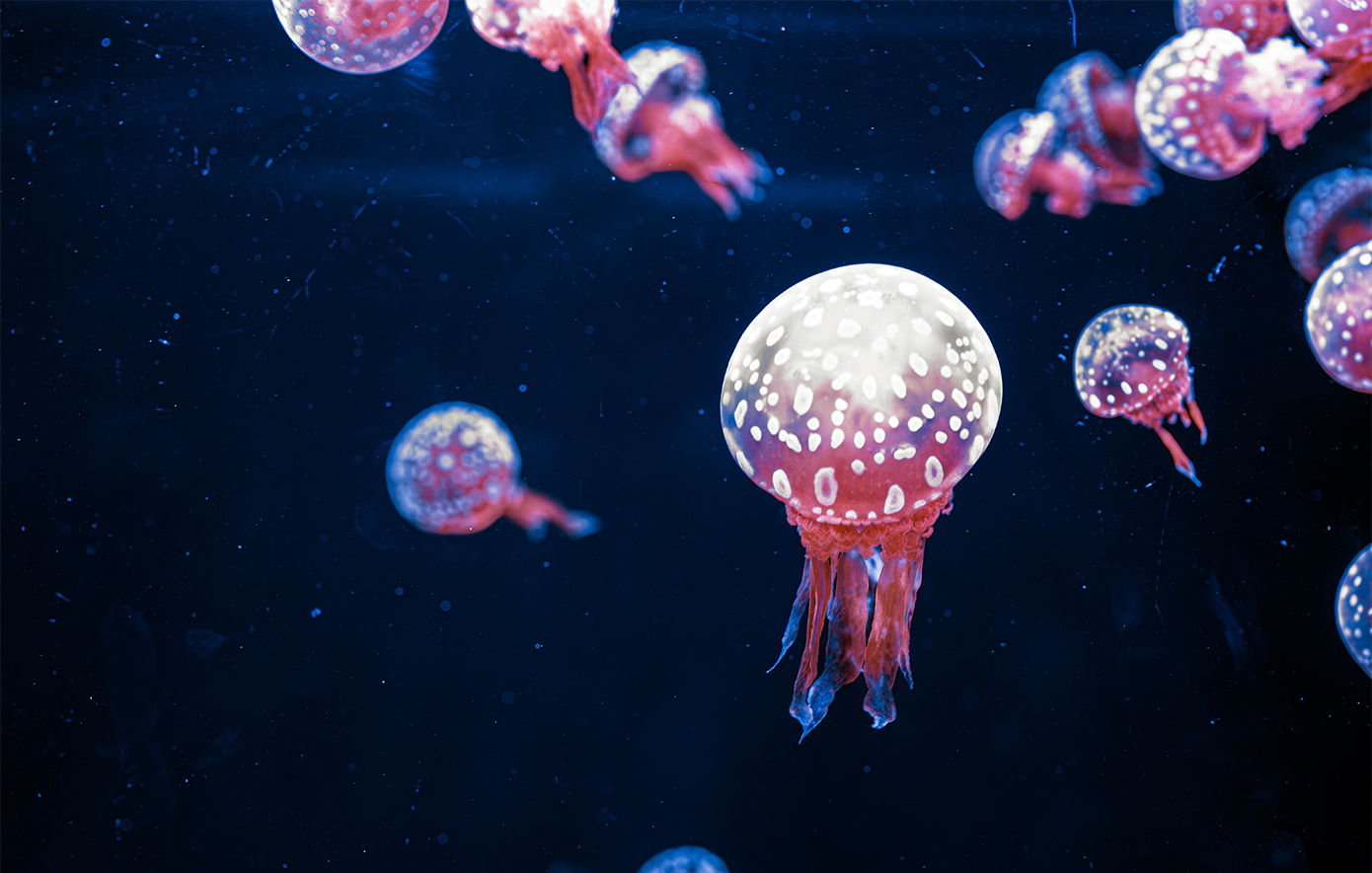 Τσιμπήματα από μωβ μέδουσα: Πόσο επικίνδυνα είναι και πώς να τα θεραπεύσετε