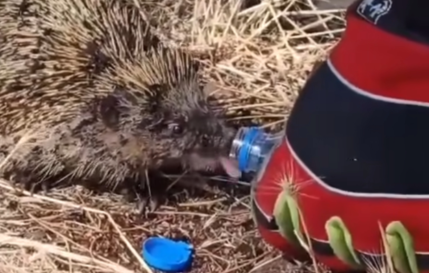 Πυροσβέστης στο Κιλκίς ταΐζει με νερό σκαντζόχοιρο που επέζησε από τη φωτιά – Δείτε το συγκινητικό βίντεο