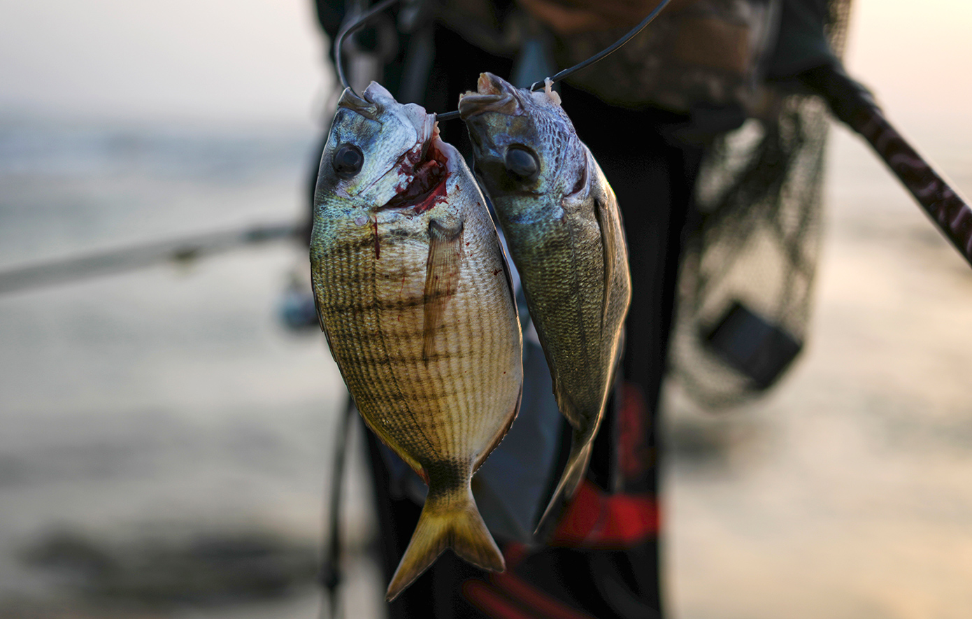 Τι περιλαμβάνει το πακέτο 71 εκατ. ευρώ για ανάπτυξη της υδατοκαλλιέργειας