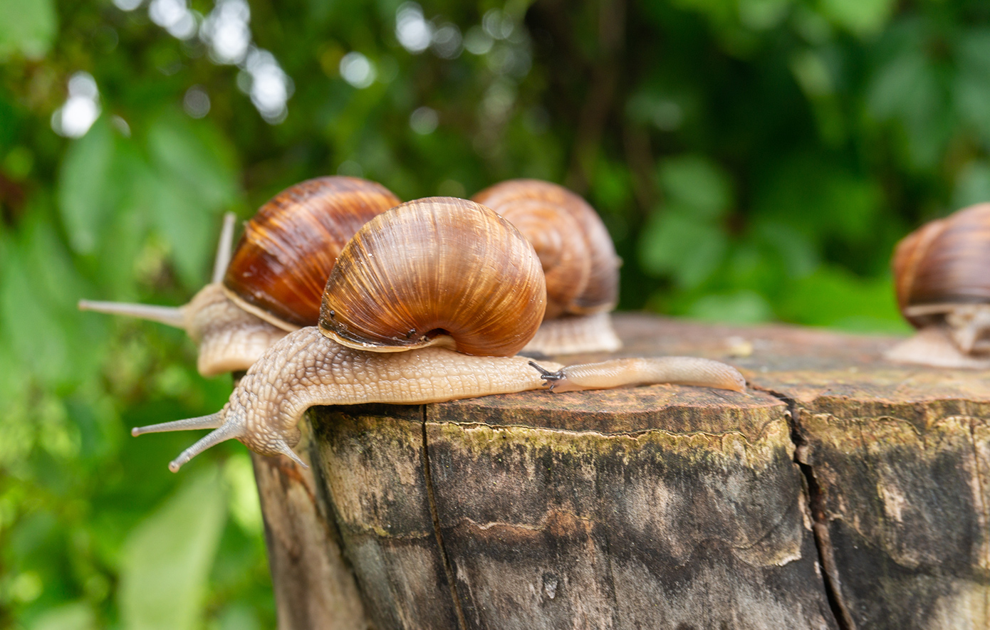 Προς εξαφάνιση οι χοχλιοί στην Κρήτη – Επείγουσα προστασία του σαλιγκαριού ζητούν τοπικές αρχές και φορείς