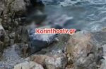 Φώκια βρέθηκε νεκρή στο Αμόνι Κορινθίας – Εντοπίστηκε να επιπλέει δίπλα σε βράχια