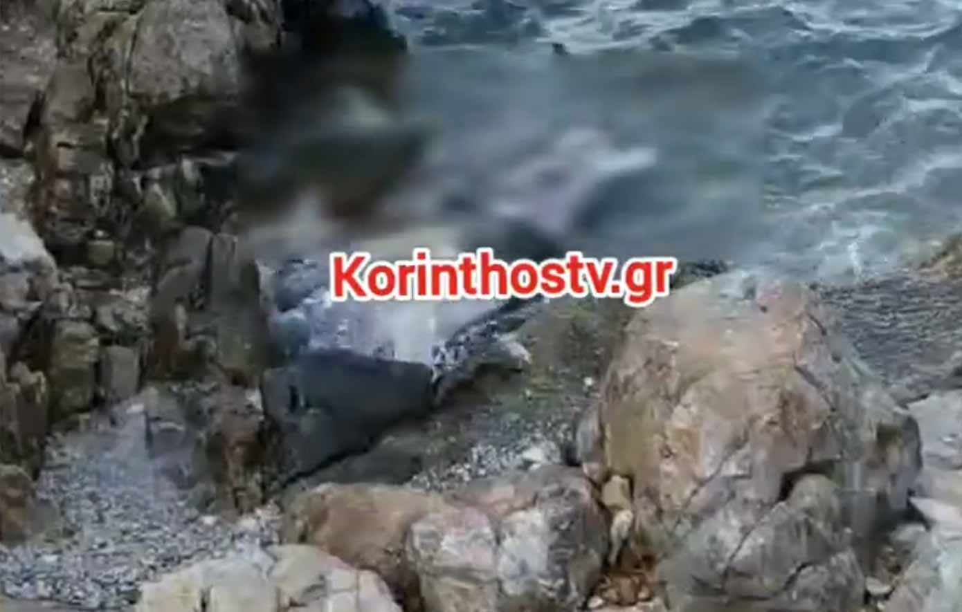 Φώκια βρέθηκε νεκρή στο Αμόνι Κορινθίας – Εντοπίστηκε να επιπλέει δίπλα σε βράχια
