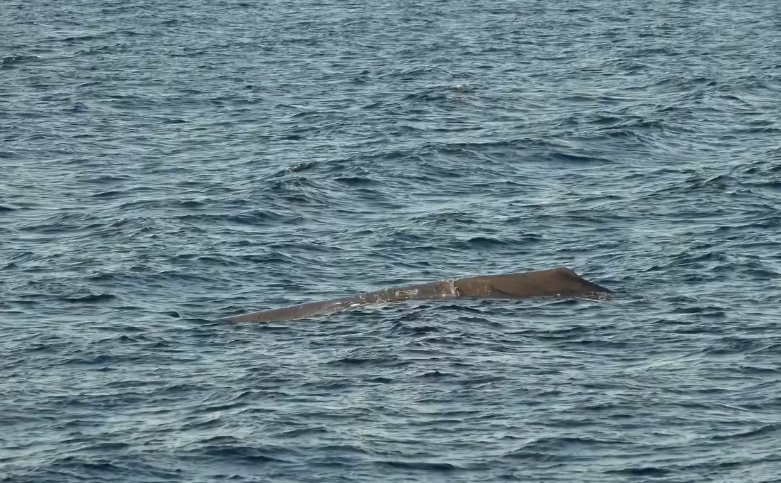 Σπάνιο θέαμα: Φάλαινα φυσητήρας εμφανίζεται στο Άστρος Κυνουρίας, Αργολικός Κόλπος