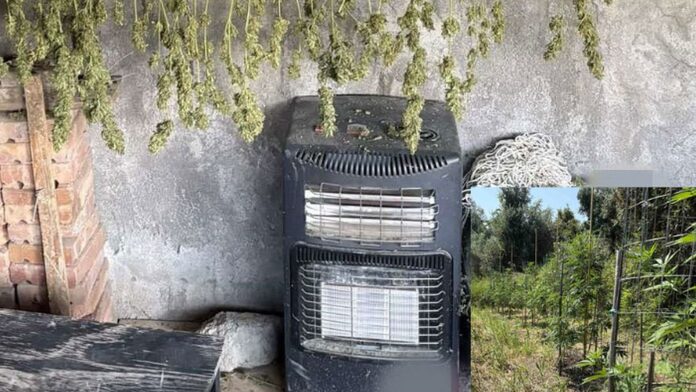 Λαμία: Ένας από τους 5 συλληφθέντες για τις χασισοκαλλιέργειες στη Λοκρίδα αποπειράθηκε αυτοκτονία