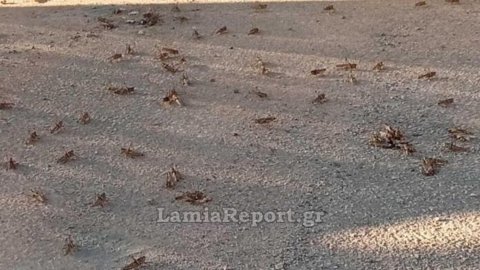 «Εισβολή» από ακρίδες πλήττει τη Λαμία