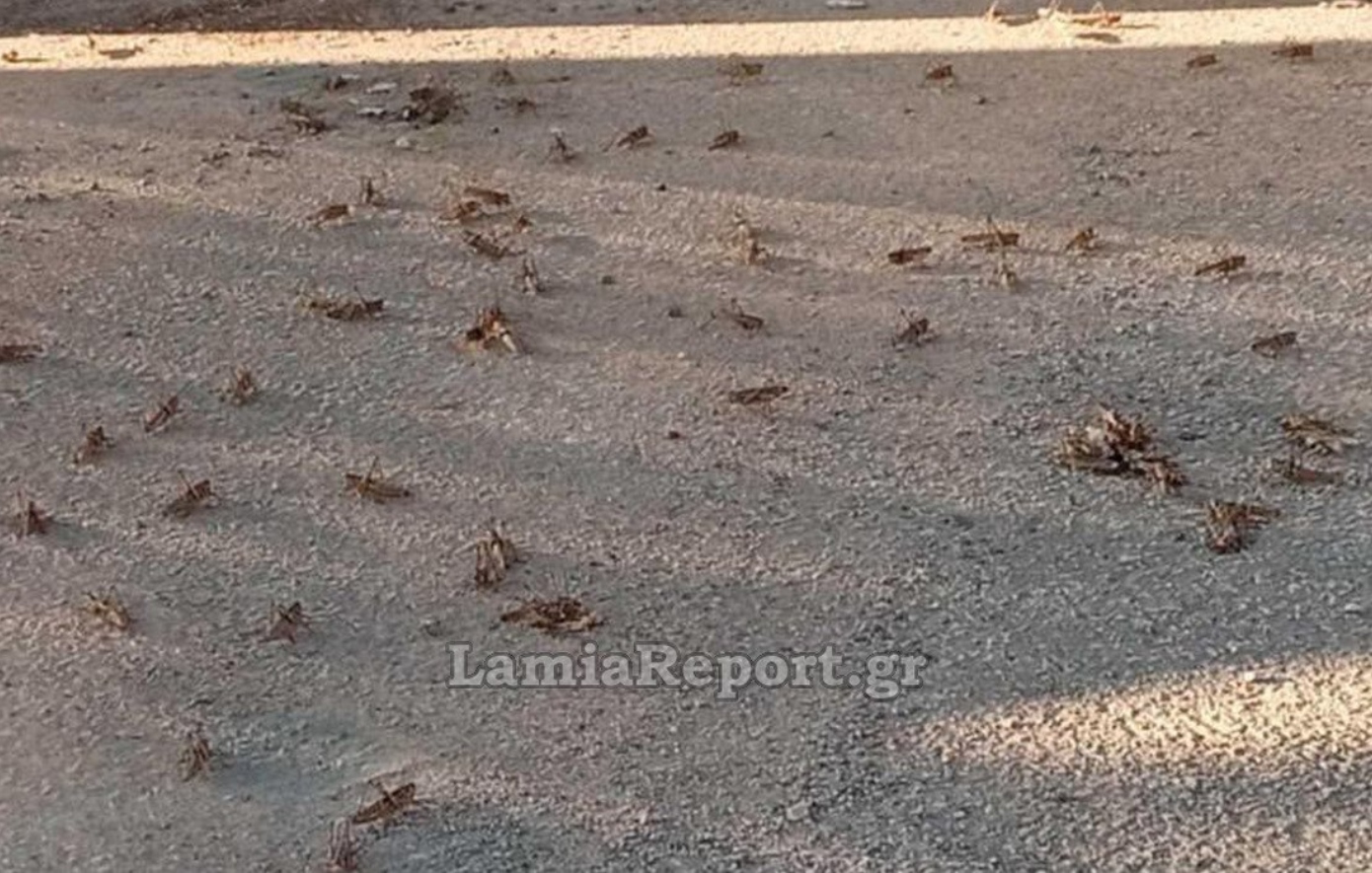 «Εισβολή» από ακρίδες πλήττει τη Λαμία