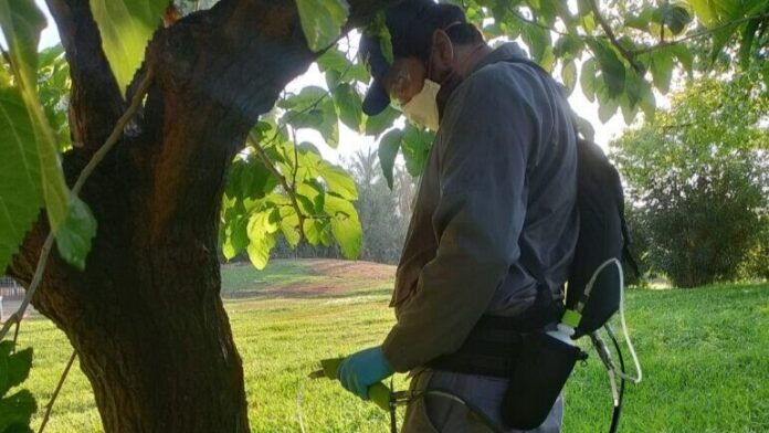 Ο Δήμος Αθηναίων προστατεύει τις μουριές από το έντομο Xylotrechus chinensis