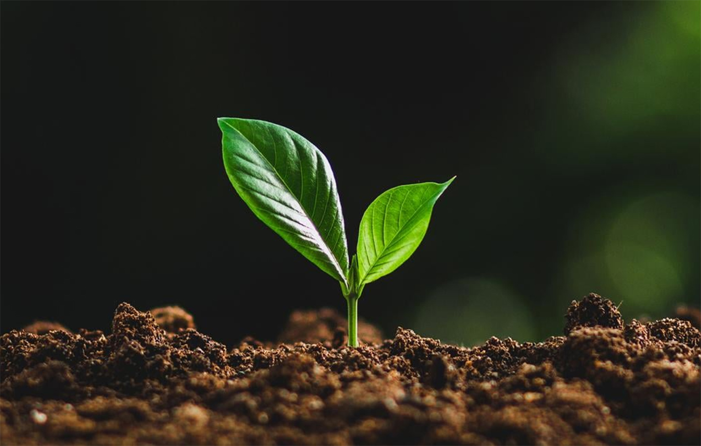 Βιώσιμη ανάπτυξη στη δράση: Το πράσινο αποτύπωμα της Bayer στην Ελλάδα