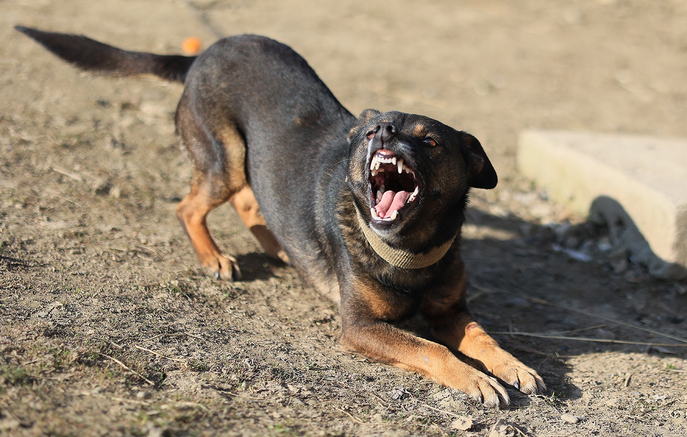 Αδέσποτο σκυλί επιτέθηκε σε 12χρονη στη Λάρισα και την έστειλε στο νοσοκομείο