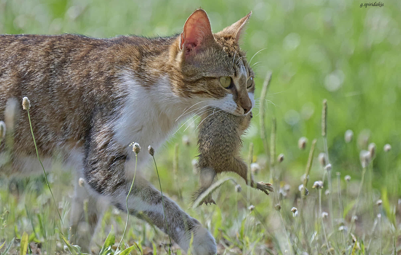 Συναγερμός για την άγρια ζωή: Αδέσποτη γάτα εξάλειψε αποικία προστατευόμενου είδους στο αγρόκτημα του ΑΠΘ