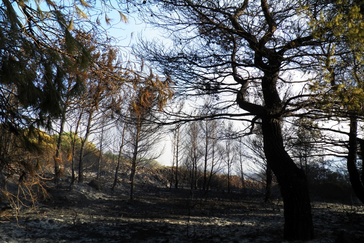 Ε. Λέκκας: Η πυρκαγιά στα Κύθηρα ήταν μεγάλο σοκ – Το νησί κινδυνεύει με ερημοποίηση