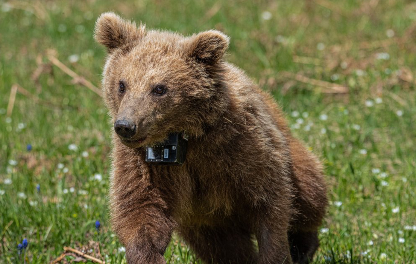Επανένταξη για τη Μάρθα: Το ορφανό αρκουδάκι που είχε βρεθεί το 2024 τρομαγμένο σε αυλή κατοικίας