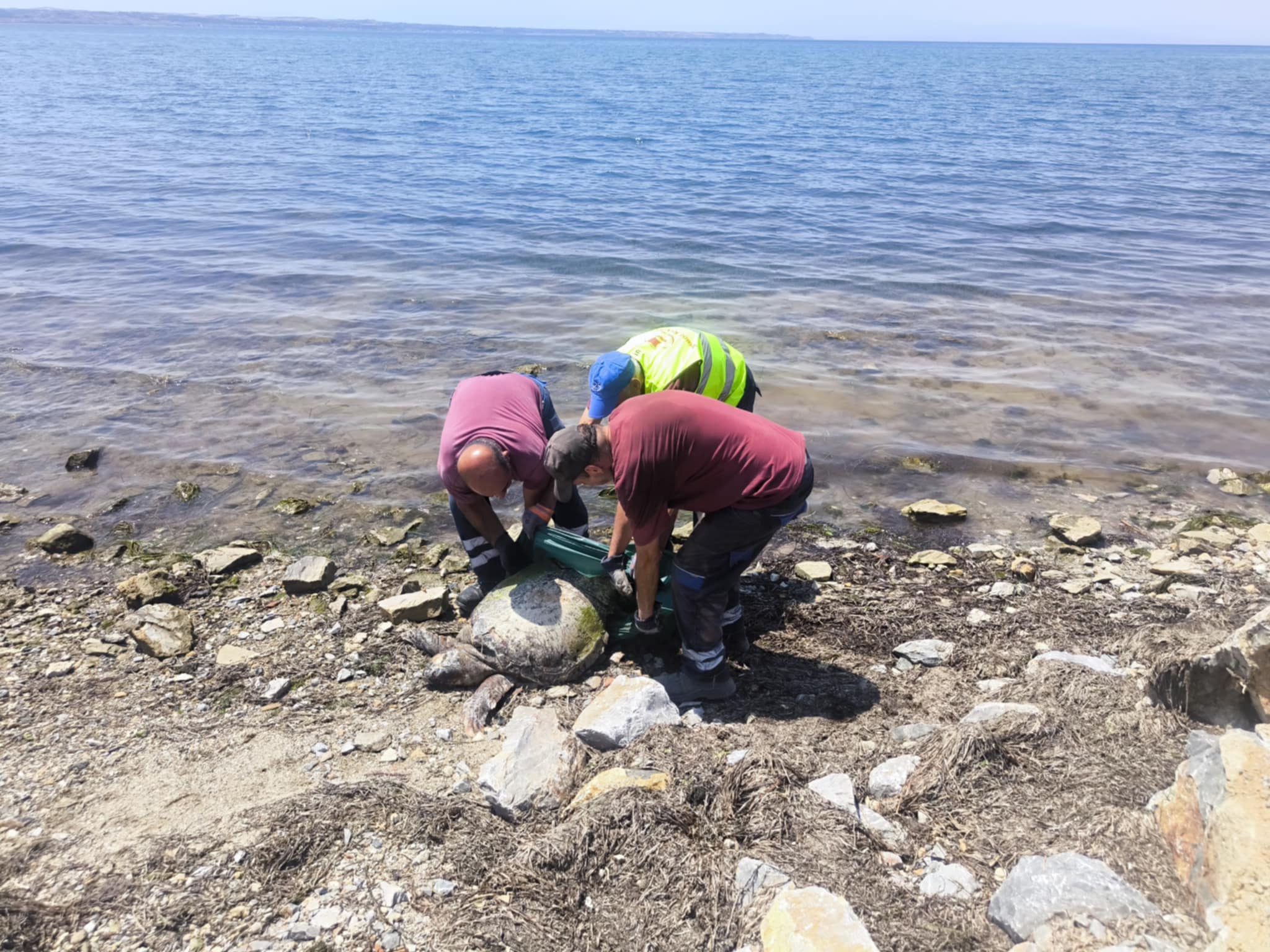 Θαλάσσια χελώνα βρέθηκε νεκρή στη Χαρά της Νέας Κρήνης