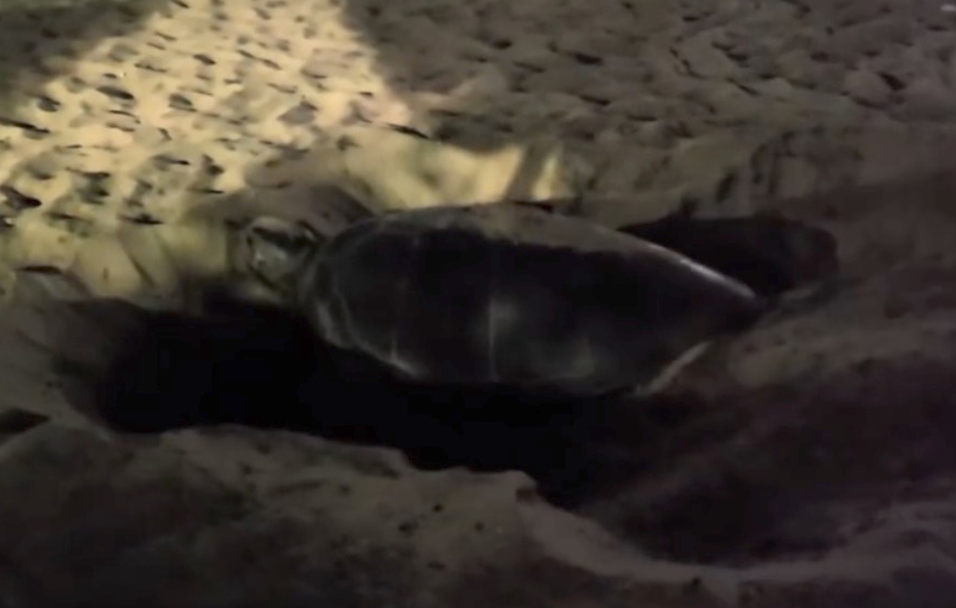 Σημαντική εξέλιξη στον Απόλλωνα Νάξου: Πράσινη χελώνα γέννησε για πρώτη φορά στο Βόρειο Αιγαίο – Έφτιαξε φωλιά κοντά σε καφέ