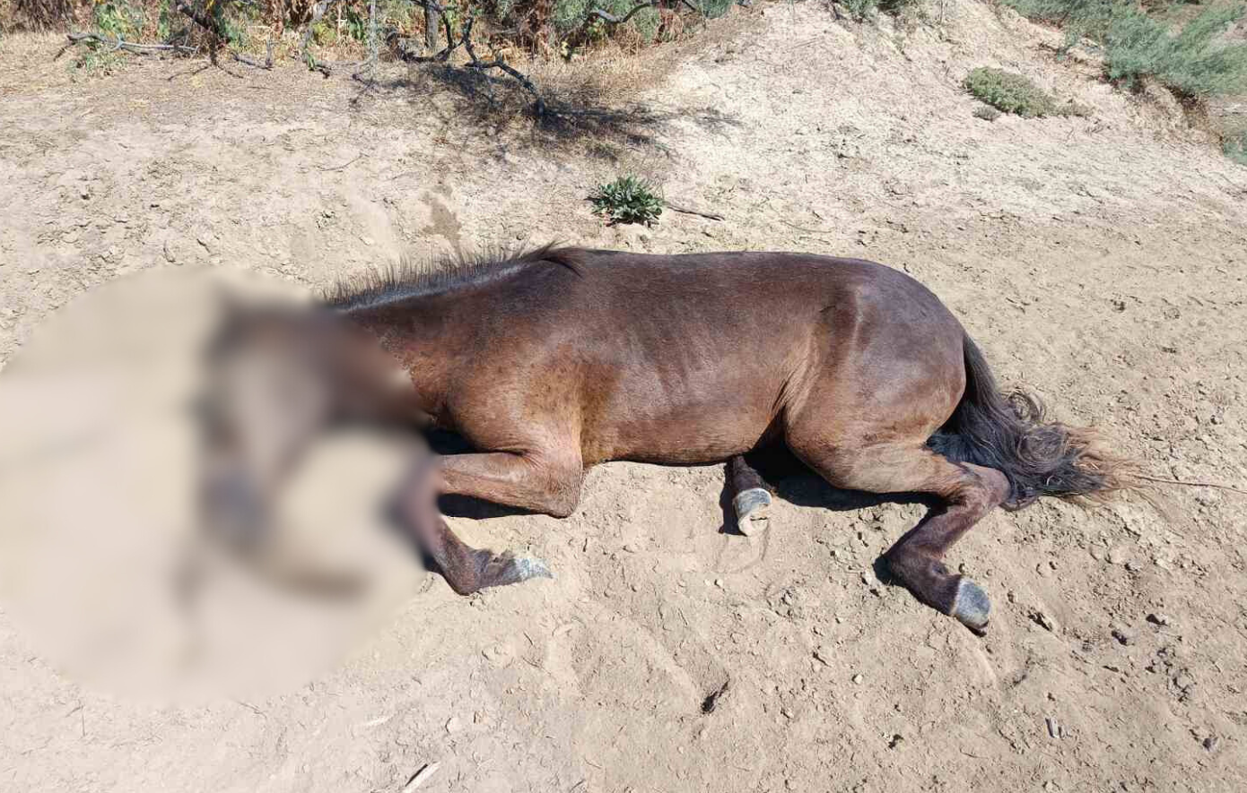 Έβρος: Άγρια άλογα χάνονται από την ξηρασία