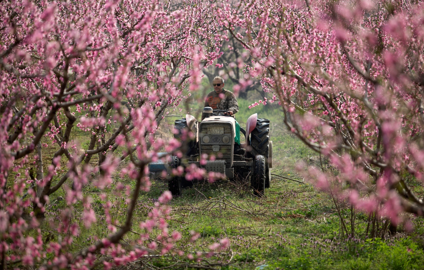 Reuters: Πώς οι νέοι δασμοί Τραμπ «παγώνουν το αίμα» των Ελλήνων καλλιεργητών ροδάκινων