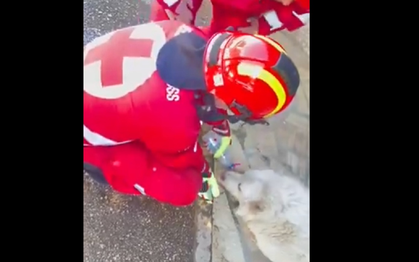 Φωτιά στη Ραφήνα: Εθελοντές του Ερυθρού Σταυρού έσωσαν διψασμένο σκυλάκι – Συγκλονιστικό βίντεο