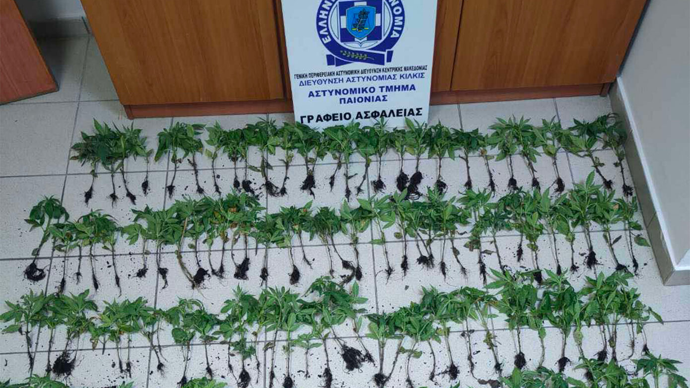 Ανακαλύφθηκαν 165 δενδρύλλια κάνναβης στη Θεσσαλονίκη – Συνελήφθη 37χρονος Αλβανός