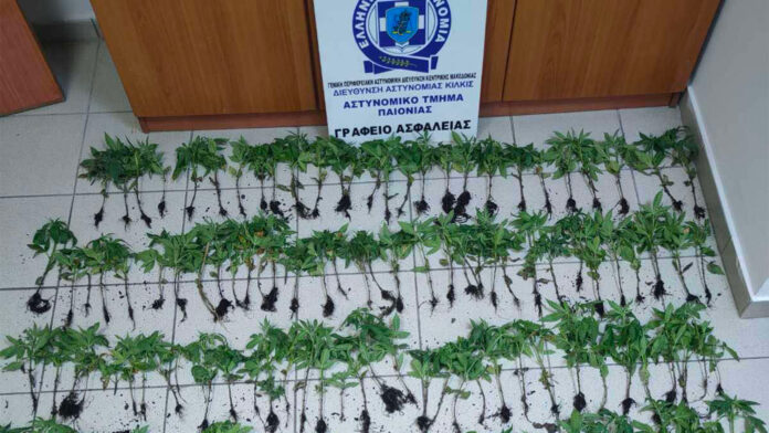 Ανακαλύφθηκαν 165 δενδρύλλια κάνναβης στη Θεσσαλονίκη – Συνελήφθη 37χρονος Αλβανός