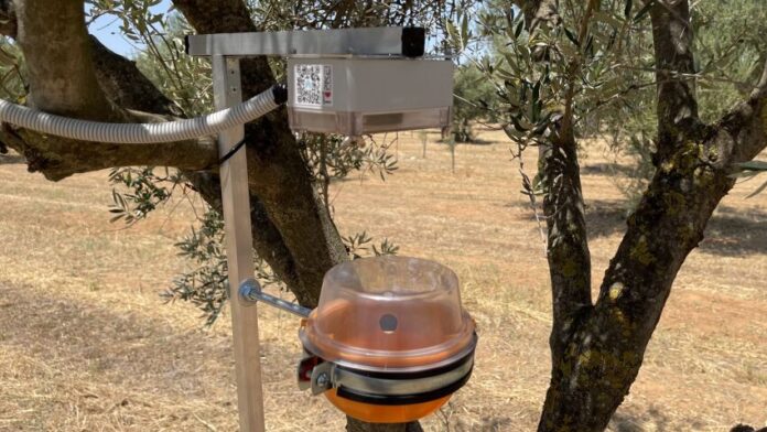 Πειραματικό πρόγραμμα εντοπισμού δάκου στη Δυτική Ελλάδα