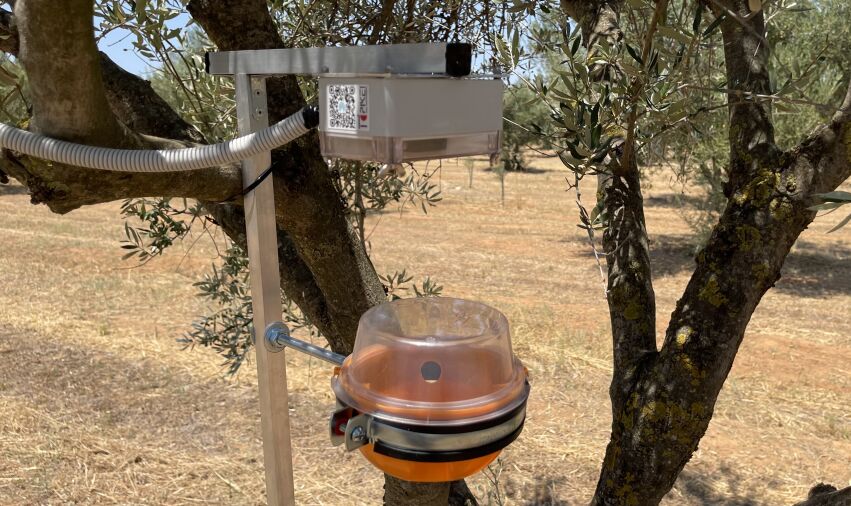 Πειραματικό πρόγραμμα εντοπισμού δάκου στη Δυτική Ελλάδα