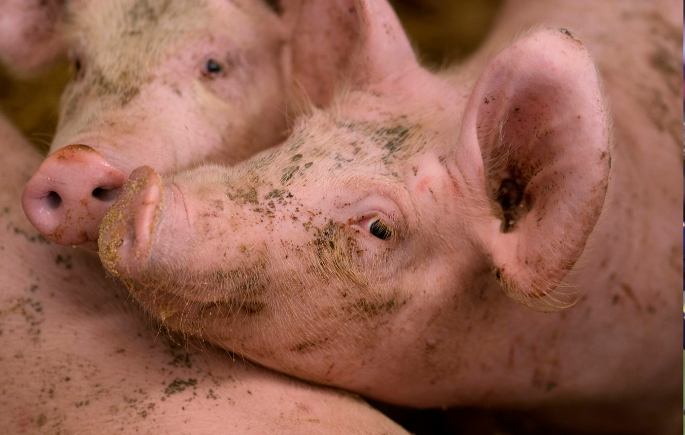 Εντοπίστηκε κρούσμα αφρικανικής πανώλης των χοίρων στις Σέρρες