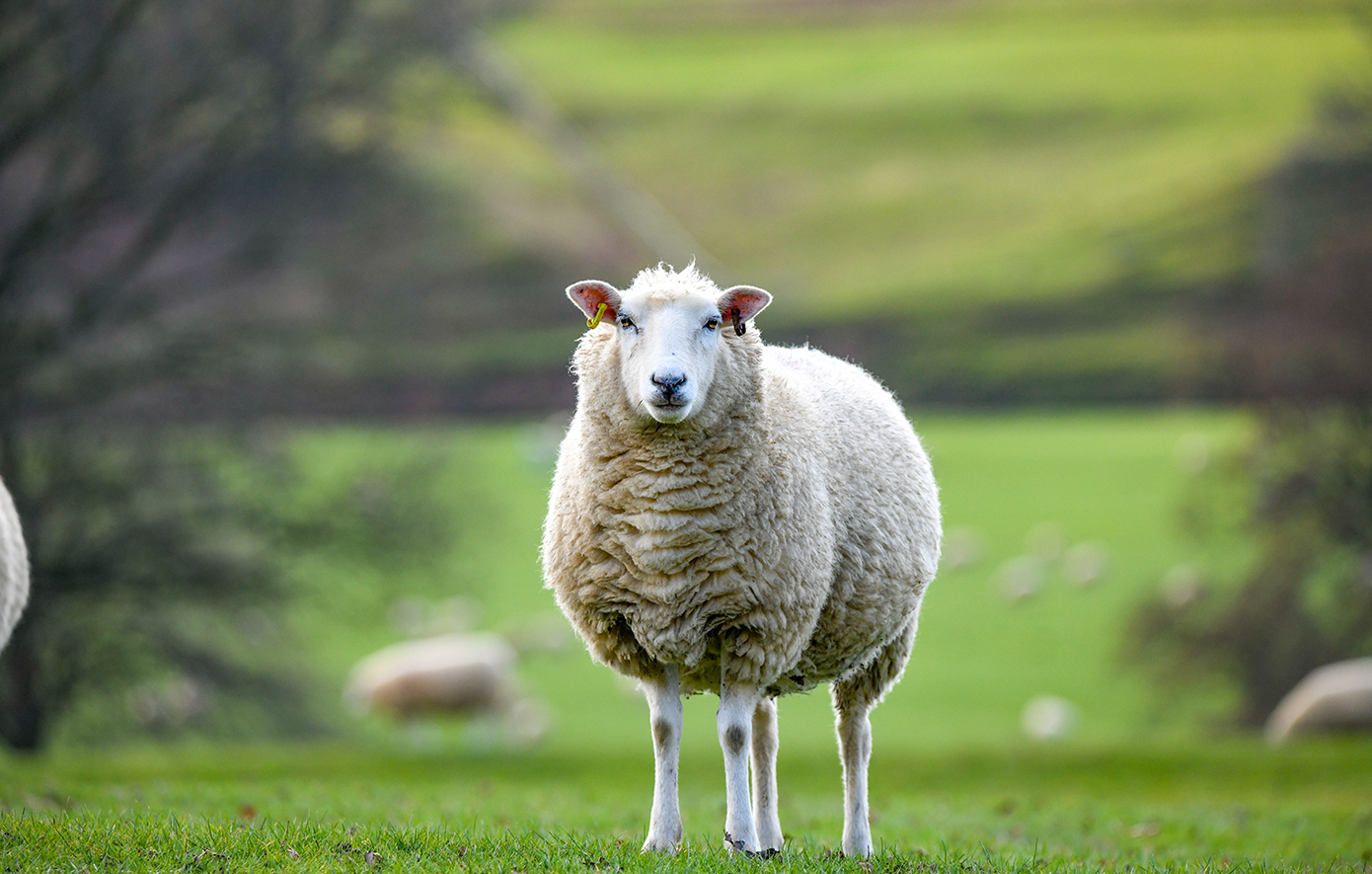 Επείγουσα συνάντηση στο υπουργείο Αγροτικής Ανάπτυξης για την ευλογιά των αιγοπροβάτων – Ομάδα του ΥΠΑΑΤ στη Λάρισα