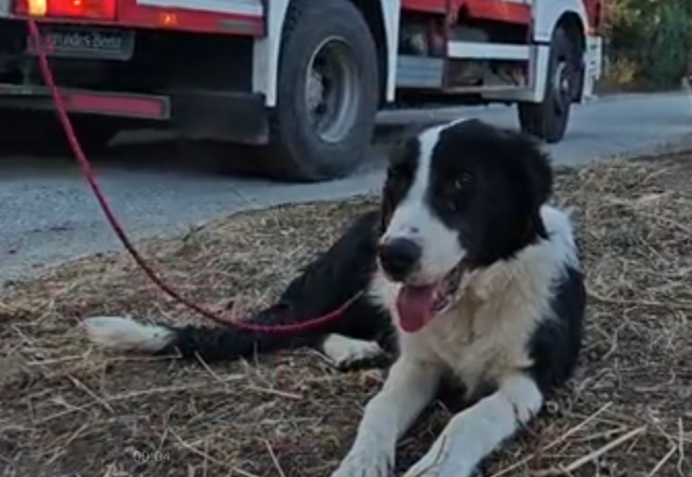 Φωτιά στο Πικέρμι: Απεγνωσμένη έκκληση της Ιωάννας για τον αγαπημένο σκύλο της, τον Τζακ