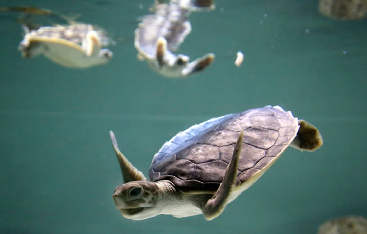 Θαλάσσια χελώνα βρέθηκε νεκρή σήμερα στην περιοχή της Χαράς, Θεσσαλονίκη