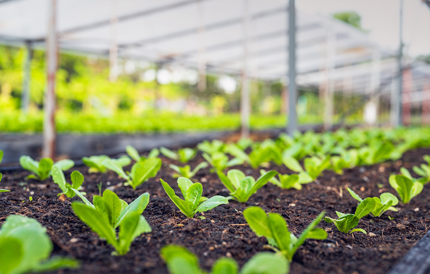 Καινοτόμος «Κόμβος Θερμοκηπίων» για την επανάσταση των καλλιεργειών