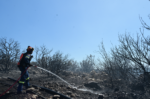 Μελίσσια προκάλεσαν πυρκαγιά στους πρόποδες του Υμηττού: Αδήλωτα και με πρόστιμα