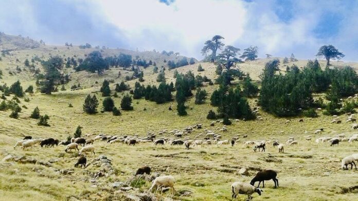 Αποκάλυψη Καχριμάνη για ΟΠΕΚΕΠΕ: Δείτε γιατί επιχείρησαν να με θίξουν προσωπικά!