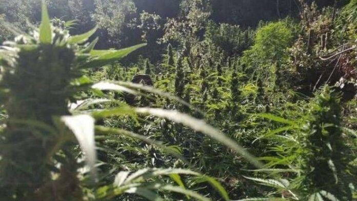 Ανακαλύφθηκε φυτεία με 2.250 δενδρύλλια κάνναβης στη Σπάρτη