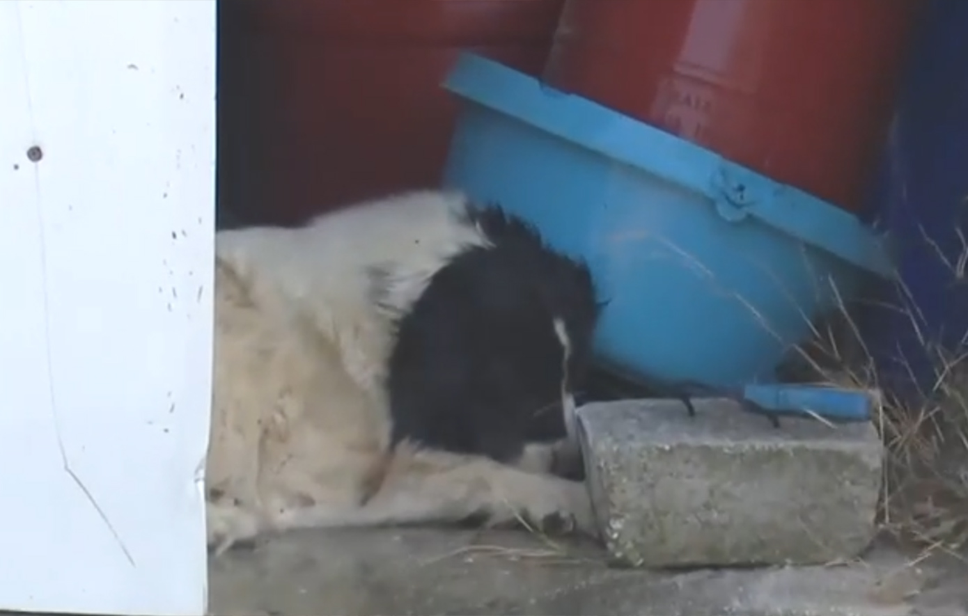 Πυρκαγιά στην Κερατέα: Διασώστης αγωνίζεται να απεγκλωβίσει σκύλο από τις φλόγες