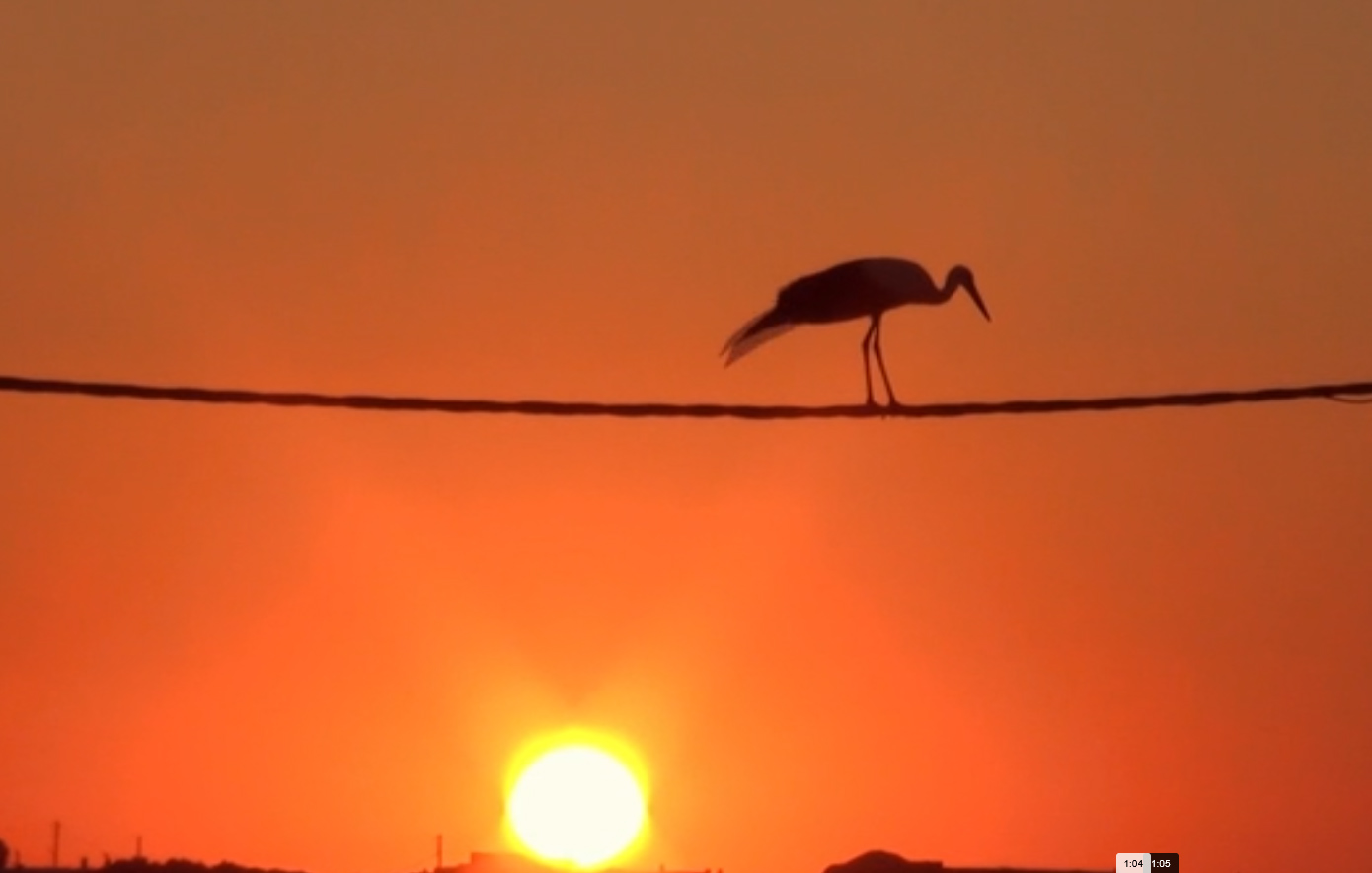 Αξιοθαύμαστο φαινόμενο στη Μύκονο – Πλήθος πελαργών επισκέφθηκε το νησί των ανέμων