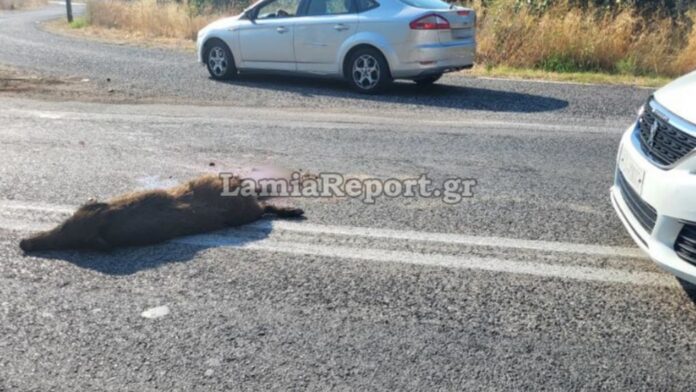 Σύγκρουση με αγριογούρουνο στη Λαμία